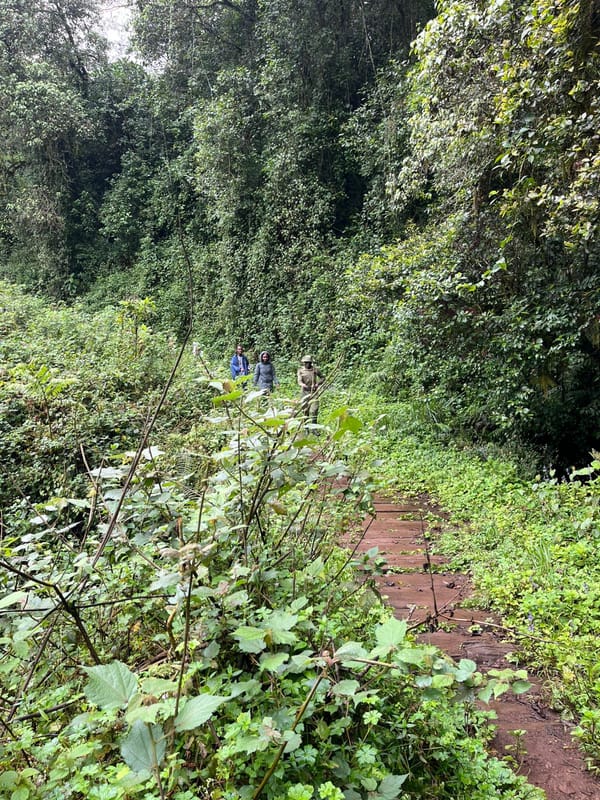 Walking into Awareness: How Hiking Encourages Environmental Responsibility